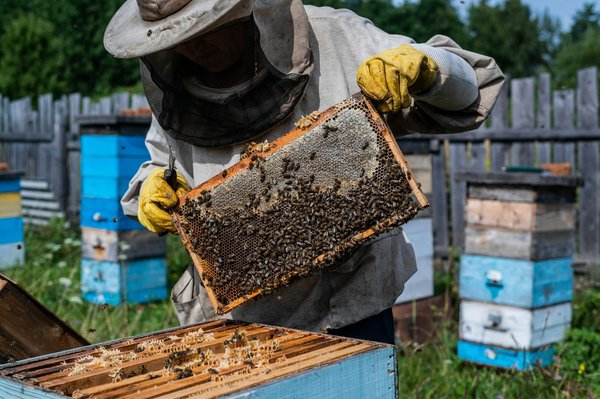 Où apprendre les techniques de l'apiculture traditionnelle en Slovénie : ateliers et fermes recommandées ?